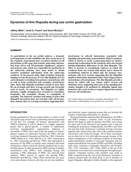 Dynamics of Thin Filopodia During Sea Urchin Gastrulation