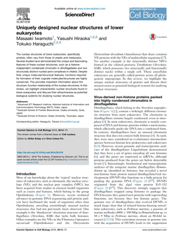 Uniquely Designed Nuclear Structures of Lower Eukaryotes