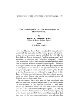 The Pseudopodia of the Leucocytes of Invertebrates