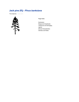 Jack Pine (Pj) - Pinus Banksiana