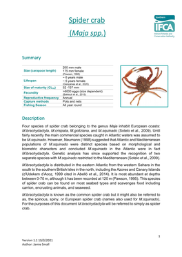 Spider Crab (Maja Spp.)