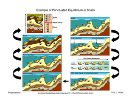 Example of Punctuated Equilibrium in Snails