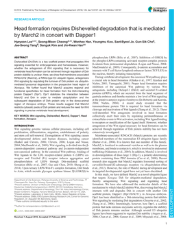 Head Formation Requires Dishevelled Degradation That Is Mediated By