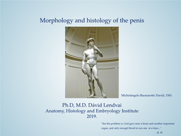 Morphology and Histology of the Penis
