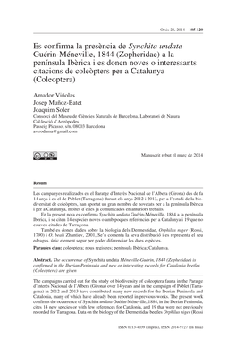 Es Confirma La Presència De Synchita Undata Guérin-Méneville, 1844