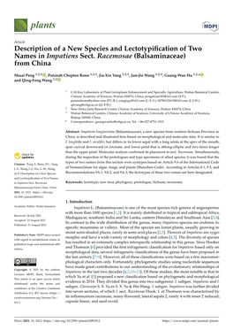 Description of a New Species and Lectotypification of Two Names In