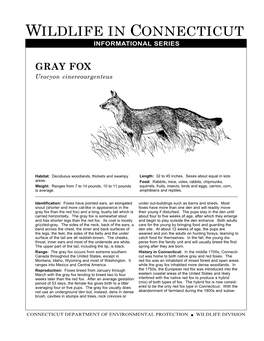 GRAY FOX Urocyon Cinereoargenteus