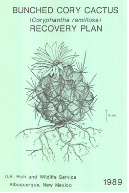 Bunched Cory Cactus R.Ecovery Plan 1989