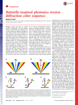 Butterfly-Inspired Photonics Reverse Diffraction Color Sequence