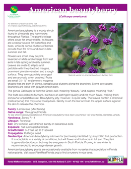 American Beautyberry (Callicarpa Americana)