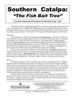 Southern Catalpa: “The Fish Bait Tree”