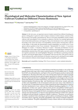 Physiological and Molecular Characterization of New Apricot Cultivars Grafted on Different Prunus Rootstocks