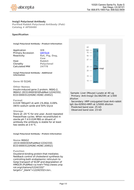 Insig2 Polyclonal Antibody Purified Rabbit Polyclonal Antibody (Pab) Catalog # AP58480