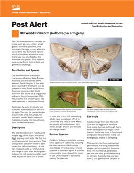 Pest Alert: Old World Bollworm (Helicoverpa Armigera)