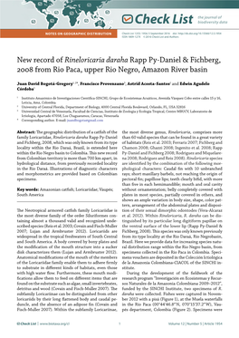 Rineloricaria Daraha Rapp Py-Daniel & Fichberg, 2008 from Rio Paca, Upper Rio Negro, Amazon River Basin