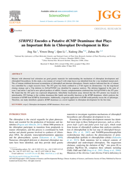 STRIPE2 Encodes a Putative Dcmp Deaminase That Plays an Important Role in Chloroplast Development in Rice