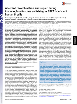 Aberrant Recombination and Repair During Immunoglobulin Class Switching in BRCA1-Deficient Human B Cells