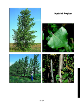 Hybrid Poplar