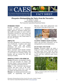 Phragmites Factsheet