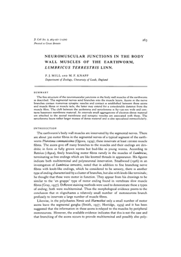 Neuromuscular Junctions in the Body Wall Muscles of the Earthworm, Lumbricus Terrestris Linn