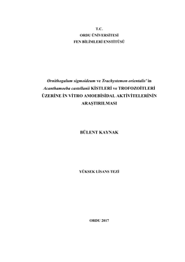 Ornithogalum Sigmoideum Ve Trachystemon Orientalis' in Acanthamoeba Castellanii KİSTLERİ Ve TROFOZOİTLERİ ÜZERİNE İN VİTRO AMOEBİSİDAL AKTİVİTELERİNİN ARAŞTIRILMASI