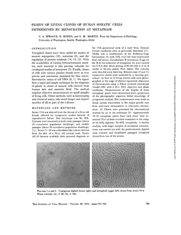 Ploidy of Living Clones of Human Somatic Cells Determined by Mensuration at Metaphase