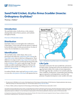 Sand Field Cricket, Gryllus Firmus Scudder (Insecta: Orthoptera: Gryllidae)1 Thomas J