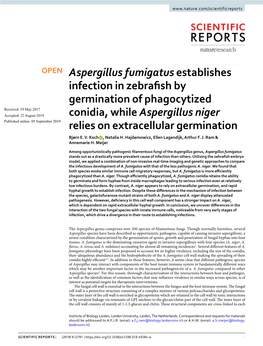 Aspergillus Fumigatus Establishes Infection in Zebrafish by Germination of Phagocytized Conidia, While Aspergillus Niger Relies