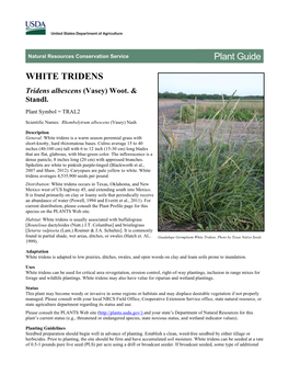 WHITE TRIDENS Tridens Albescens (Vasey) Woot