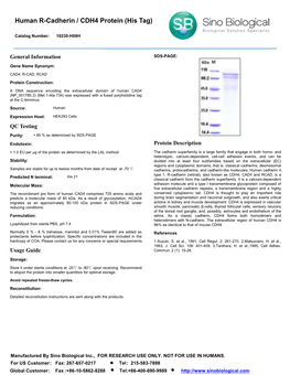 Human R-Cadherin / CDH4 Protein (His Tag)