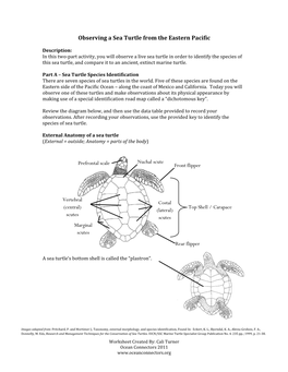 Sea Turtle Observation Activity