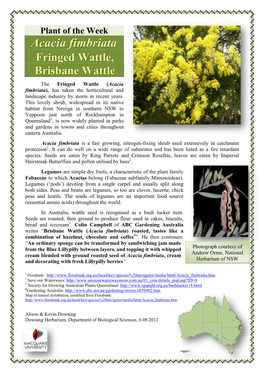 Plant of the Week Acacia Fimbriata Fringed Wattle, Brisbane Wattle