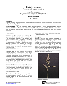 Spreading Bluegrass Poa Pratensis Ssp. Irrigata (Lindm.) Lindb