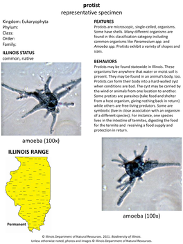 Protist Representative Specimen ILLINOIS RANGE Amoeba (100X)