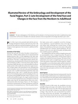 Illustrated Review of the Embryology and Development of the Facial