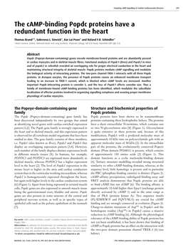 The Camp-Binding Popdc Proteins Have a Redundant Function in the Heart