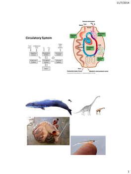 Circulatory System