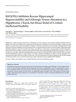 ROCK/PKA Inhibition Rescues Hippocampal Hyperexcitability And