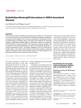 Endothelium-Neutrophil Interactions in ANCA-Associated Diseases