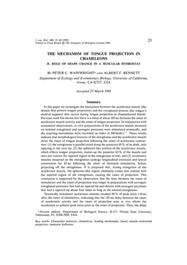 The Mechanism of Tongue Projection in Chameleons Ii