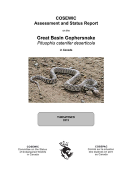 Great Basin Gophersnake,Pituophis Catenifer Deserticola