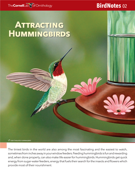 Attracting Hummingbirds