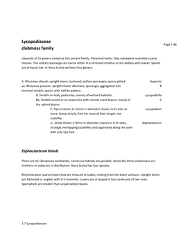 Lycopodiaceae Clubmoss Family