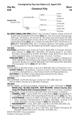 Chestnut Filly Barn 14 Hip No