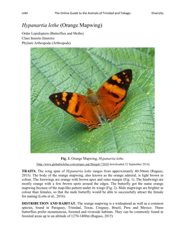 Hypanartia Lethe (Orange Mapwing)