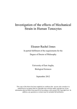 Ivtigation of the Effects of Mechanical Strain in Human Tenocytes