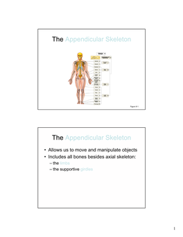 The Appendicular Skeleton the Appendicular Skeleton