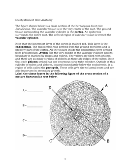 Dicot/Monocot Root Anatomy the Figure Shown Below Is a Cross Section of the Herbaceous Dicot Root Ranunculus. the Vascular Tissu