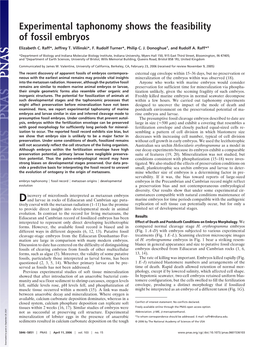 Experimental Taphonomy Shows the Feasibility of Fossil Embryos