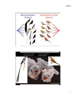 Brood Parasitic Finches Estrildid Finch Host Species